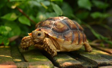 turtle