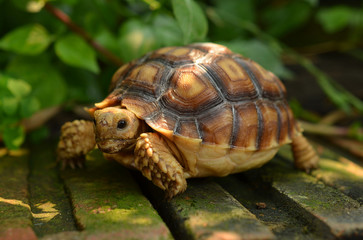 turtle