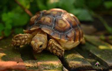 turtle