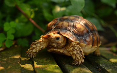 turtle