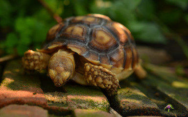 turtle
