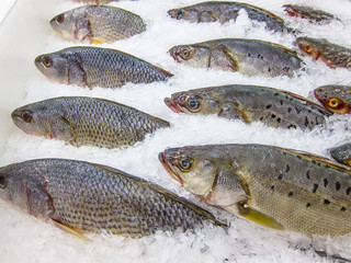 Fresh sea fish on the ice