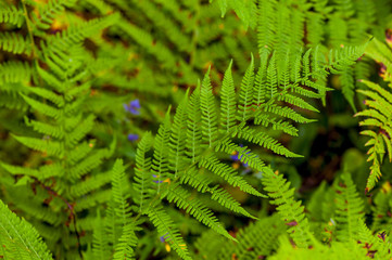 juicy green fern leaves in the forest