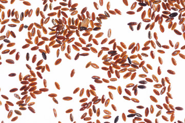 Flohsamen (Plantago sp.), weißer Grund, Studio