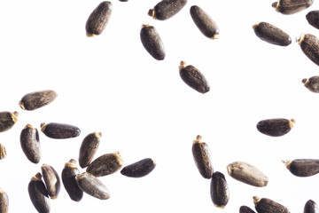 Mariendistelsamen (Silybum marianum), weißer Grund, Studio