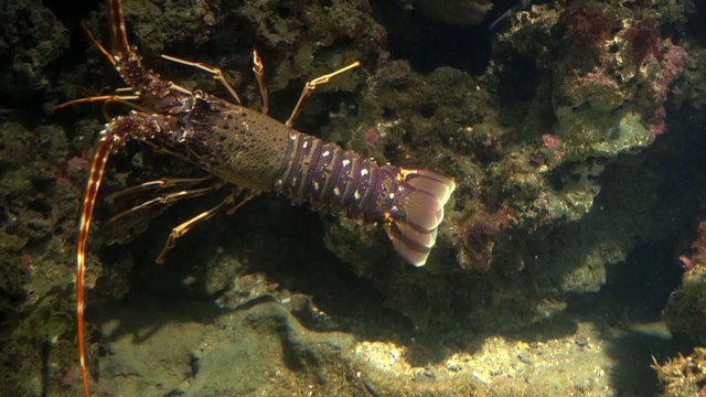aquarium of genoa, lobster
