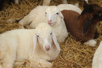 Many lambs on the farm.
