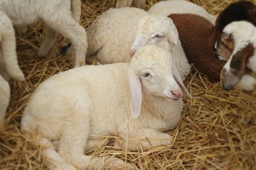 Many lambs on the farm.