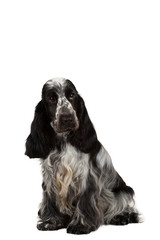 isolated portrait of english cocker spaniel