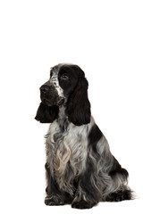 isolated portrait of english cocker spaniel