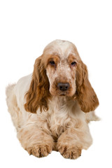 isolated portrait of english cocker spaniel