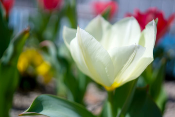colorful tulips in the spring sun in Nobeoka Miyazaki Japan