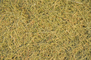 Die grass background