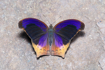 Top view of Great Assyrian (Terinos atlita) butterfly