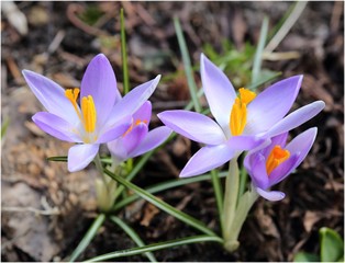 Crocus