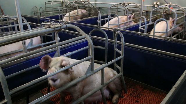 Breeding sows