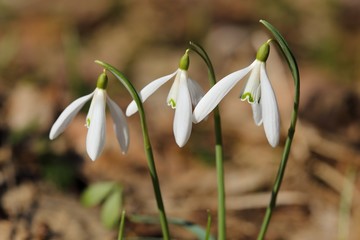 Obraz premium Snowdrops.