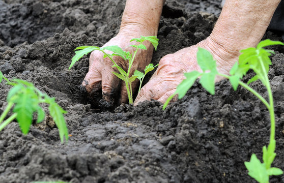 Farmer Planting A Tomato Seedling