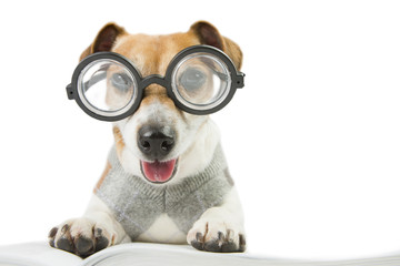 avid reader cool dog