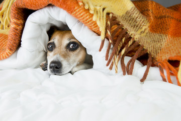 Jack Russell terrier in home bed