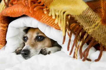 Jack Russell terrier peeking out from the cozy bed
