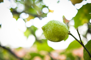 Close-up of lemon on a branch