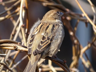 Sparrow on a tree