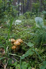 Butter mushrooms in the grass.