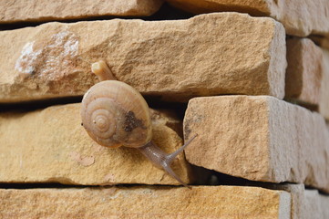 snail crawl slowly on the wall
