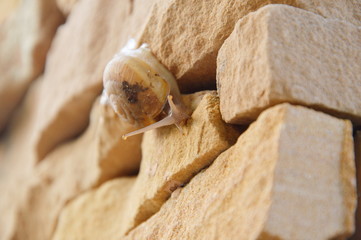 snail climbing slowly on the wall
