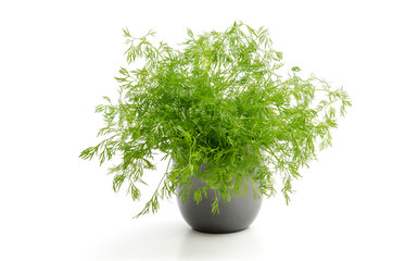 Dill im Blumentopf