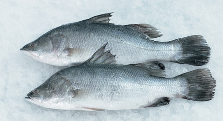 Siakap fish