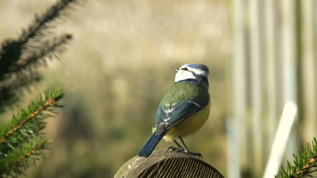 Blaumeise