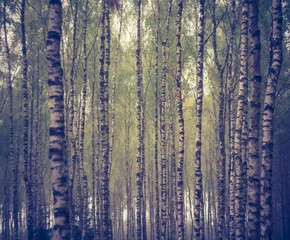 Foto op Plexiglas Vintage photo of birch forest © milosz_g