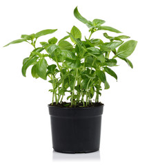 Fresh Basil Plant