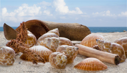 Obraz na płótnie Canvas Shells on the sand with backdrop of sea and sky