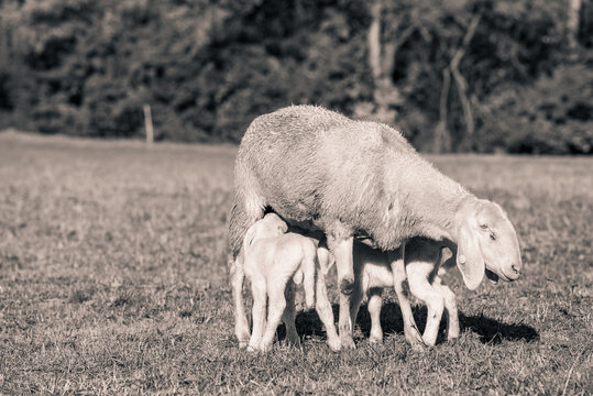 little lambs with mother - black and white photo