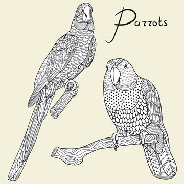 Fototapeta Two parrots. Vector illustration
