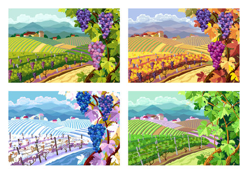 Vineyard and grapes bunches. Four seasons.