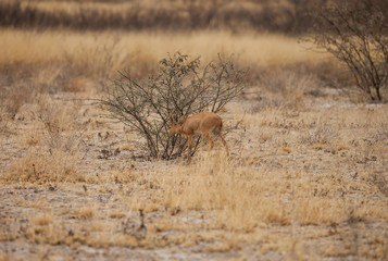 Impala baby, Kalahari desert, Botswana