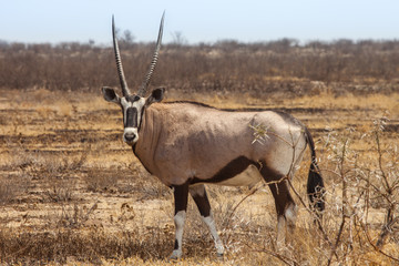 Gemsbok, Oryx gazelle, Kalahari desert, Botswana.