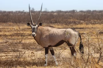 Fotobehang Gemsbok, Oryx-gazelle, Kalahari-woestijn, Botswana. © Romas Vysniauskas