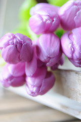 Tulpen