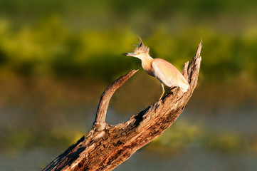 A squacco heron on a log in a marsh