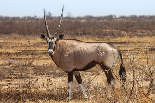 Fototapeta Gemsbok, Oryx gazelle, Kalahari desert, Botswana.