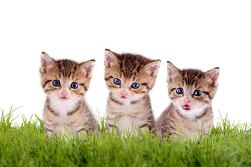 Fototapeta na wymiar Junge Kätzchen auf Wiese