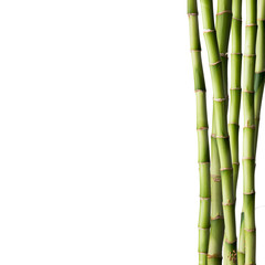 Bambou frais avec forêt de bambous en arrière-plan
