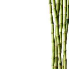 Cercles muraux Bambou Bambou frais avec forêt de bambous en arrière-plan