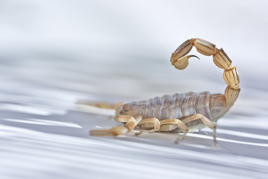 yellow scorpion, Buthus occitanus