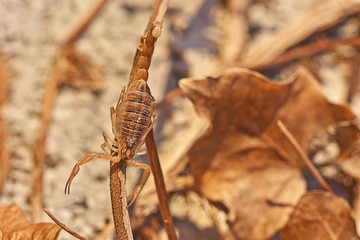 yellow scorpion, Buthus occitanus